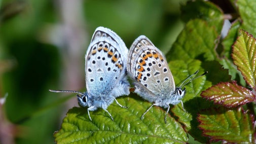 A mating pair of silver studded blue butterflies, rear end to rear end on a leaf, at Great Orme, Clwyd
